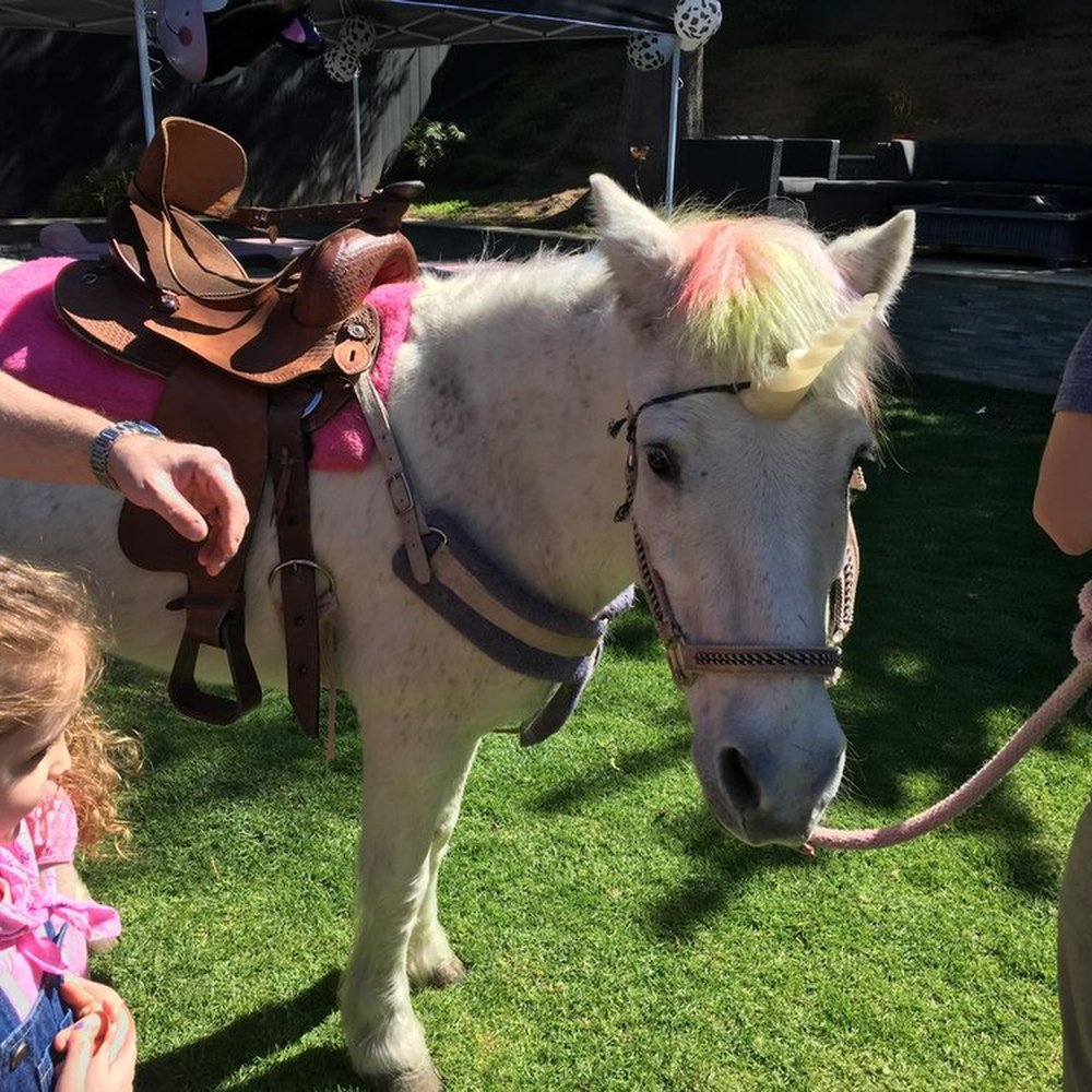 Becky's Pony Express - Petting Zoos Near Me Becky's Pony Express - Petting Zoos Near Me