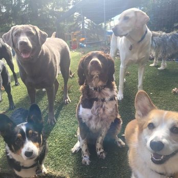 Shoen's Pet Adventures - Dog Walkers Near Me Shoen's Pet Adventures - Dog Walkers Near Me