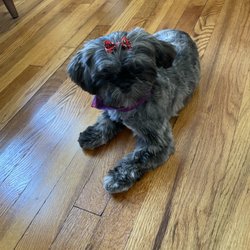 The Pawlour