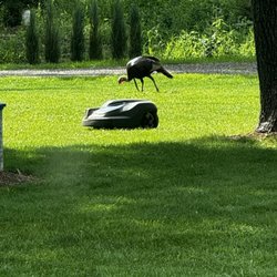 Miner's Outdoor & Rec - Your wildlife habitat will not be disturbed while mowing.  If anything they just walk along with it!