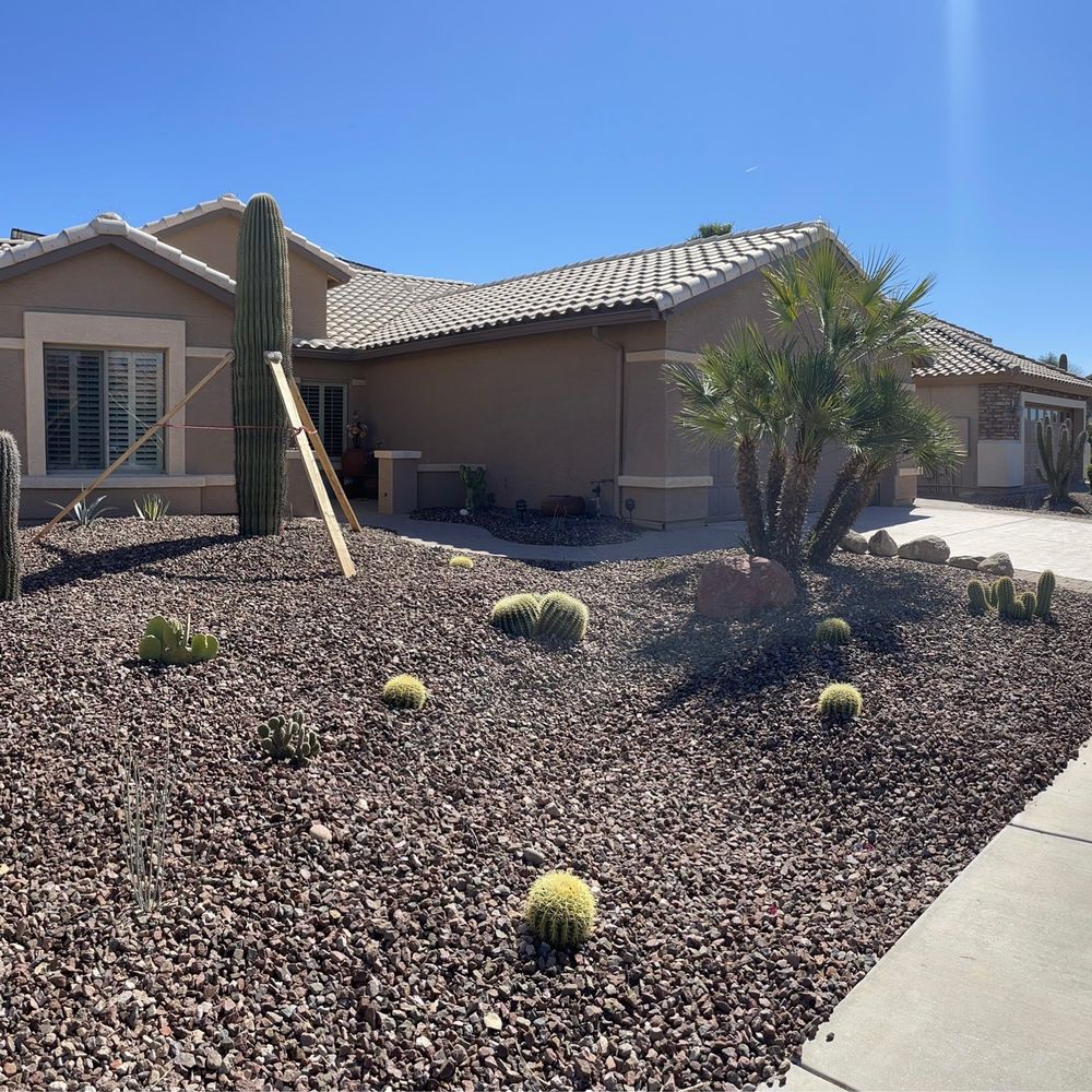 Everything except the large saguaro and palm is from Jackrabbit nursery. Everything except the large saguaro and palm is from Jackrabbit nursery.