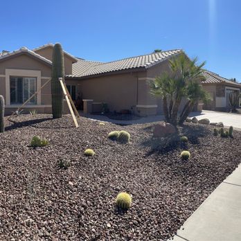 Jackrabbit Nursery - Everything except the large saguaro and palm is from Jackrabbit nursery. - The image shows a desert landscape front yard with multiple cacti, including a tall saguaro supported by wooden braces, and other smaller cacti scattered across a gravel ground cover. There are also palm trees and other drought-tolerant plants near the house, which has a tiled roof and stucco exterior. The scene is under bright sunlight with a clear blue sky, and a concrete sidewalk runs along the edge of the yard. - Nurseries & Gardening Near Me - Buckeye, Arizona
