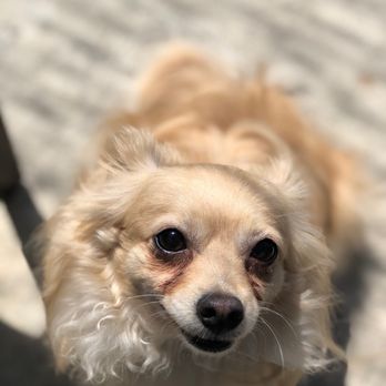 Walks For Pups - "I don't smile like this for my people, only Martha" - Dog Walkers Near Me - Los Angeles, California Walks For Pups - "I don't smile like this for my people, only Martha" - Dog Walkers Near Me - Los Angeles, California