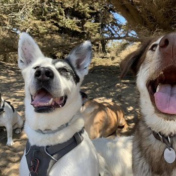 Best Buddy Dog Walks - Dog Walkers Near Me Best Buddy Dog Walks - Dog Walkers Near Me
