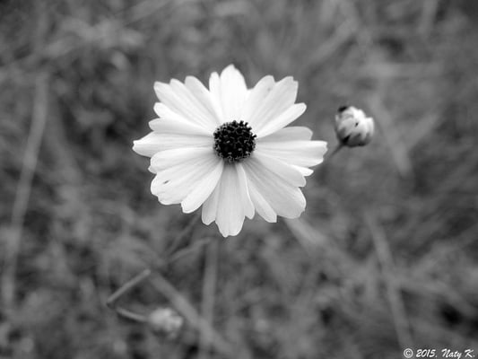 Kissimmee Prairie Preserve State Park by null