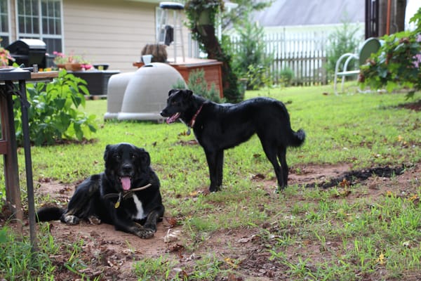 BEAVER CROSSING ANIMAL HOSPITAL - Updated December 2024 - 39 Reviews