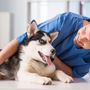 Photo of Animal Medical Center