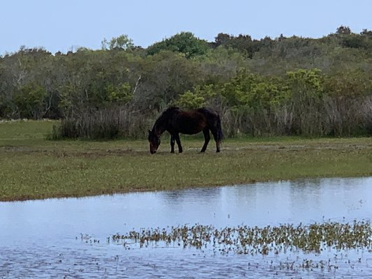 Corolla Wild Horse Tours by null
