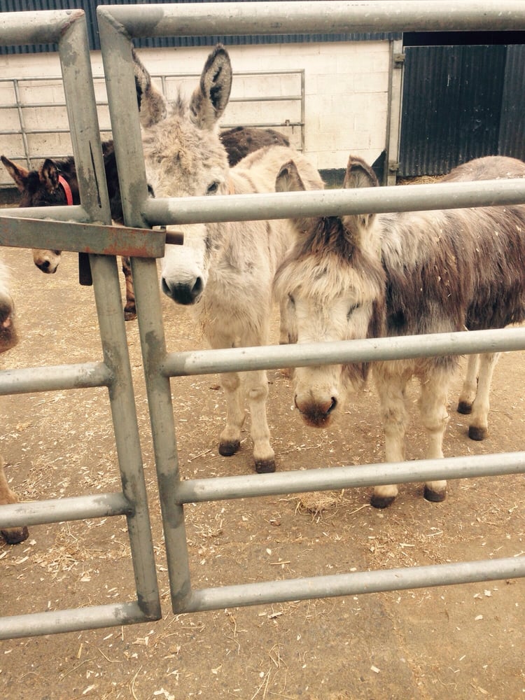DONKEY SANCTUARY 18 Photos Knockardbane, Liscarroll, Co. Cork