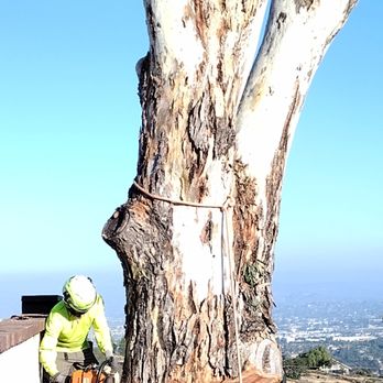 Budget Tree Service - Eucalipto removal - Tree Services Near Me