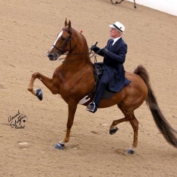 Morris Stables - Horseback Riding Near Me - Deer Park, Washington Morris Stables - Horseback Riding Near Me - Deer Park, Washington