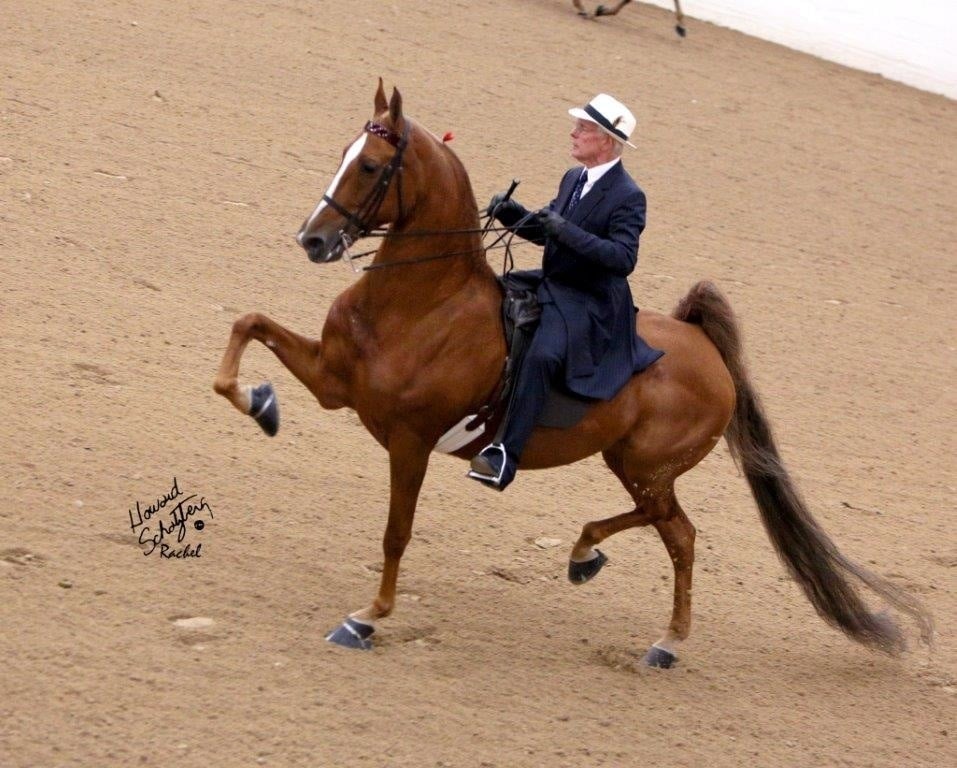 Morris Stables Logo
