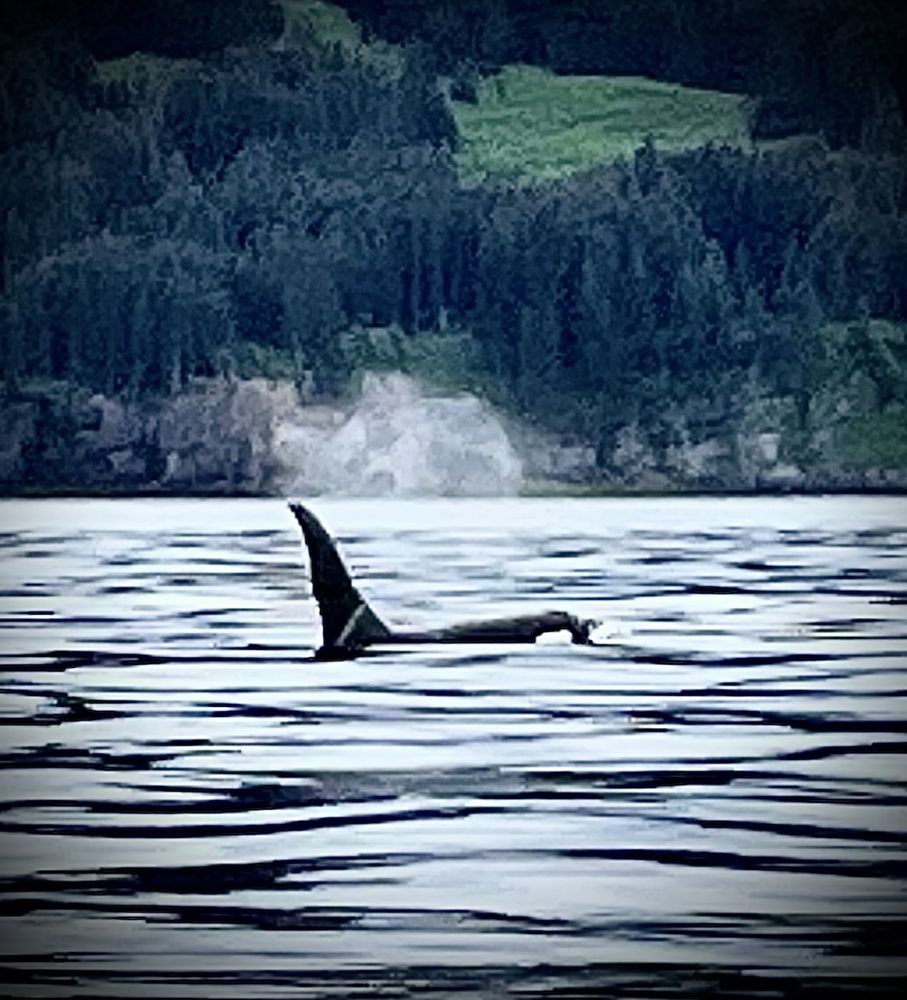 Sunrunner Water Taxi Logo