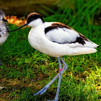 Ripley Waterfowl Conservancy - Parks Near Me - Litchfield, Connecticut