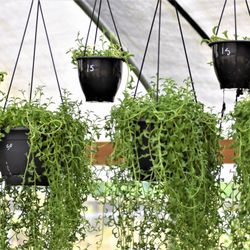 Crazy Plants Nursery