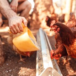 Lahaina Family Farms