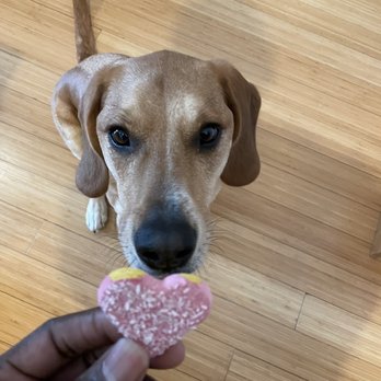 Brooklyn Paws - Dog Walkers Near Me - Brooklyn, New York