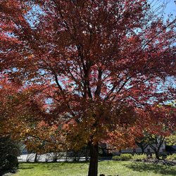 The Chancellor's House - Beautiful fall colors on the tree in front of the house.