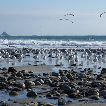 Andrew Molera State Park - Birds on the beach- Andrew Molera - Parks Near Me - Big Sur, California