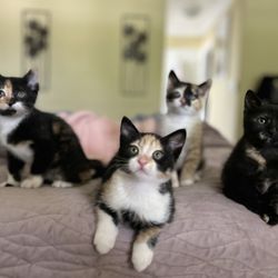 Heaven on Earth Animal Clinic - Foster kittens