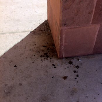 CVS Pharmacy - The birds were correct when deciding on what constituted a toilet. - Drugstores Near Me - Irving, Texas
