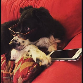 Camp Bow Wow Memphis East - This is my pup helping write a review on #CampBowWow 5 Stars. - Pet Training Near Me - Memphis, Tennessee Camp Bow Wow Memphis East - This is my pup helping write a review on #CampBowWow 5 Stars. - Pet Training Near Me - Memphis, Tennessee