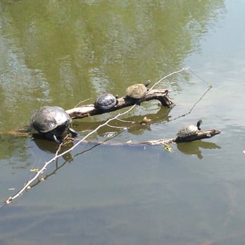 Captain Tilly Park - Turtles!!! TMNT - Parks Near Me - Jamaica, New York Captain Tilly Park - Turtles!!! TMNT - Parks Near Me - Jamaica, New York