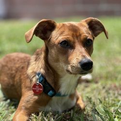 Wags & Walks - Waffles (formerly Peanut)