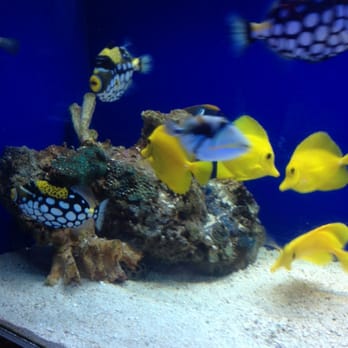 Underwater Depot - Aquarium Services Near Me - Sherman Oaks, California Underwater Depot - Aquarium Services Near Me - Sherman Oaks, California