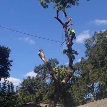 William Tree Service - Wow. - Tree Services Near Me - Houston, Texas William Tree Service - Wow. - Tree Services Near Me - Houston, Texas