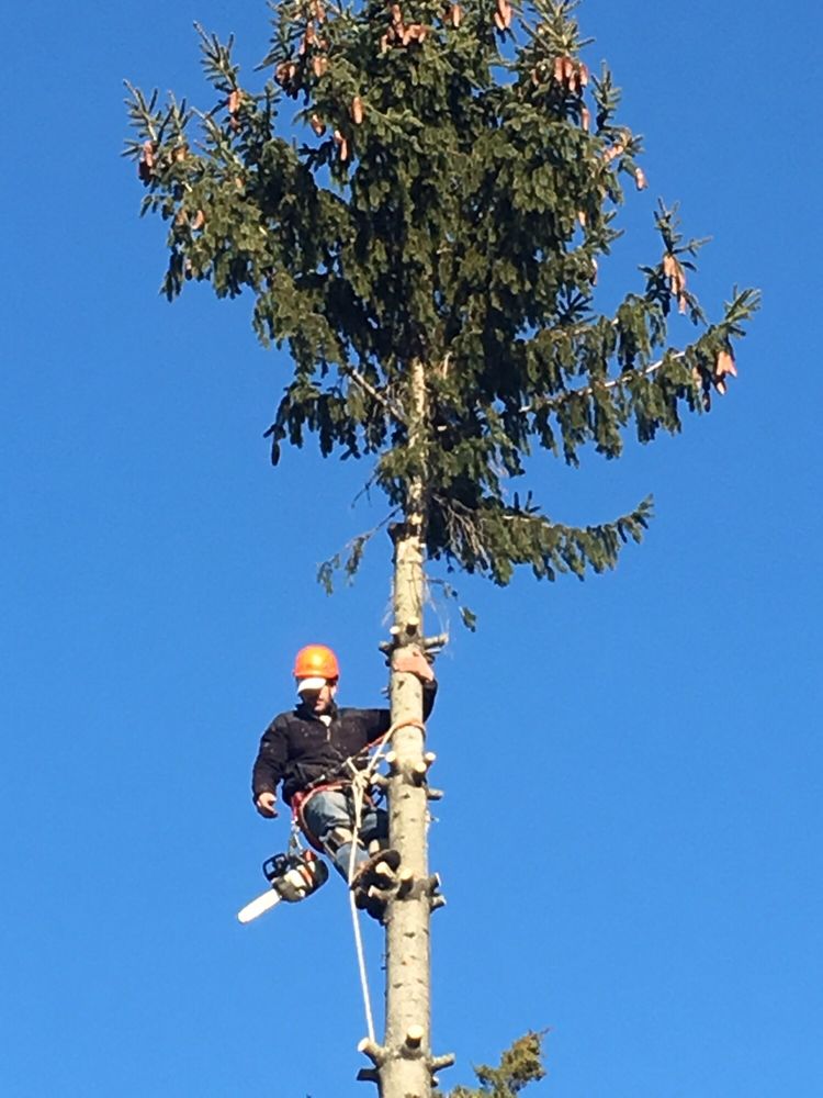 REED’S TREE REMOVAL Updated June 2024 5 Alvin Dr, Norwalk, Connecticut Tree Services