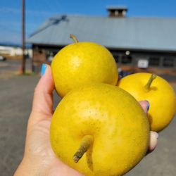 Hood River County Fruit Loop - Asian pears!
