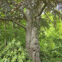 Blohms Park