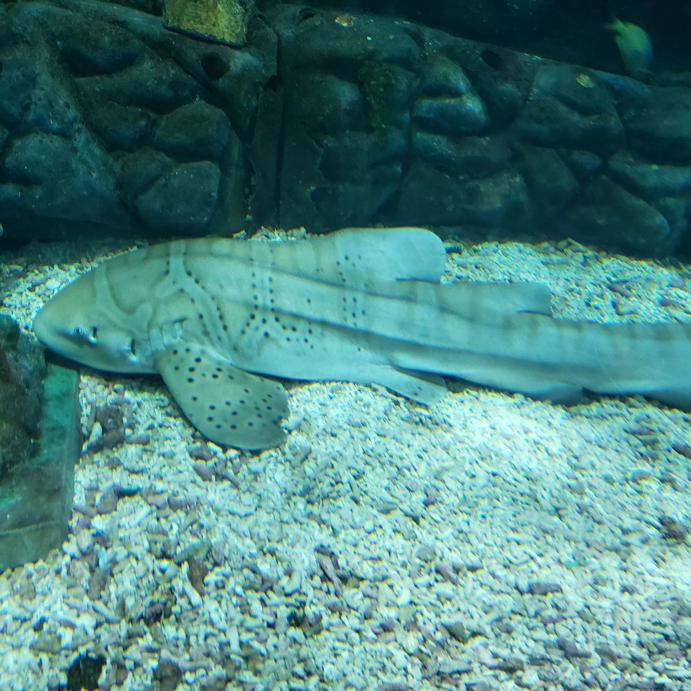 Manila Ocean Park - Aquariums Near Me - Manila, NCR Manila Ocean Park - Aquariums Near Me - Manila, NCR