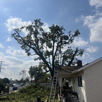tree service - After - Tree Services Near Me tree service - After - Tree Services Near Me