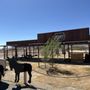 Donkeys of Pahrump