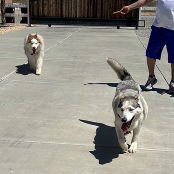 Debsdogdays - Pet Boarding Near Me - Menifee, California