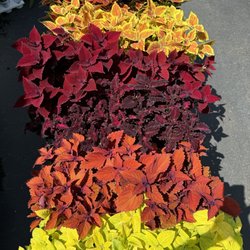 Reynolds Farms Nursery - Coleus rainbow!