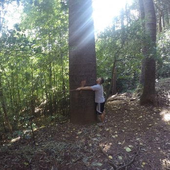Judd Trail - My husband the tree hugger... - Hiking Near Me - Honolulu, Hawaii