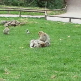 Monkey Forest Trentham - Zoos Near Me - Staffordshire, STS