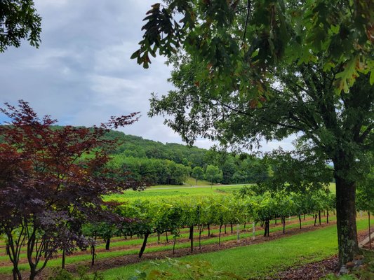 Frogtown Cellars by null