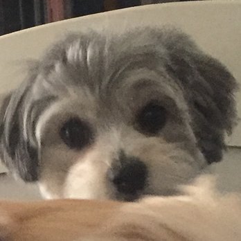 kings mobile pet spa