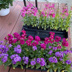 Christians Greenhouse & Garden Center - Stocks flowers that we bought for our front yard.
