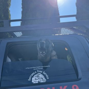 Serrano's Expert Tree Service - Cutie pie helping owner write the estimate - Tree Services Near Me - Los Gatos, California Serrano's Expert Tree Service - Cutie pie helping owner write the estimate - Tree Services Near Me - Los Gatos, California
