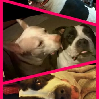 Marquesa Veterinary Clinic - We Love this place! - Veterinarians Near Me - Naples, Florida