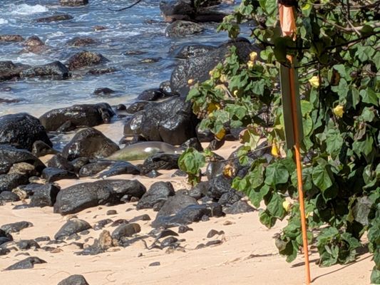 Laniakea Beach by null