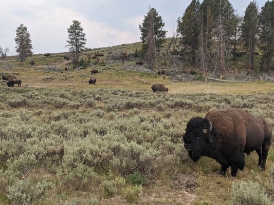 Hayden Valley by null