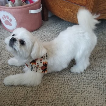 Urban Pet Spaw - Gobble till you wobble!! Happy Thanksgiving! Thanks Emi! My Koa looks so cute! - Pet Groomers Near Me - El Cajon, California Urban Pet Spaw - Gobble till you wobble!! Happy Thanksgiving! Thanks Emi! My Koa looks so cute! - Pet Groomers Near Me - El Cajon, California