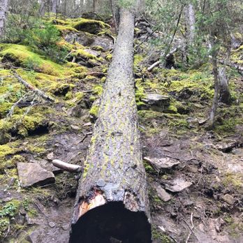 Johnston Canyon & Ink Pots - Glad there's something holding this felled tree in place! - Hiking Near Me - Banff, Alberta Johnston Canyon & Ink Pots - Glad there's something holding this felled tree in place! - Hiking Near Me - Banff, Alberta