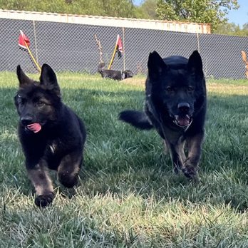 Taylor Made Working Dogs - Pups! Dark Sable - Pet Training Near Me - Ramona, California